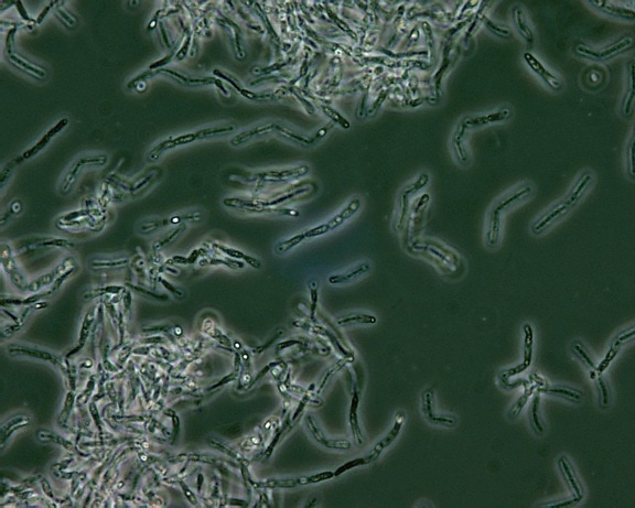 les cellules, les bactéries, déshydratées réfringente