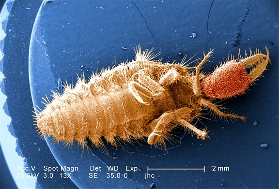 ventral, superfície, larva, antlion, piolhos