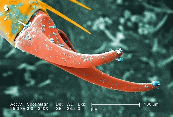 exoskeletal, permukaan, larva, undur-undur, kadang-kadang, doodlebug
