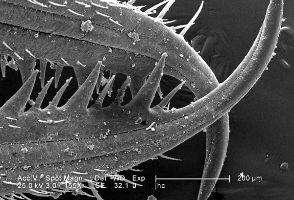 exoskeletal, permukaan, larva, undur-undur, mandibles