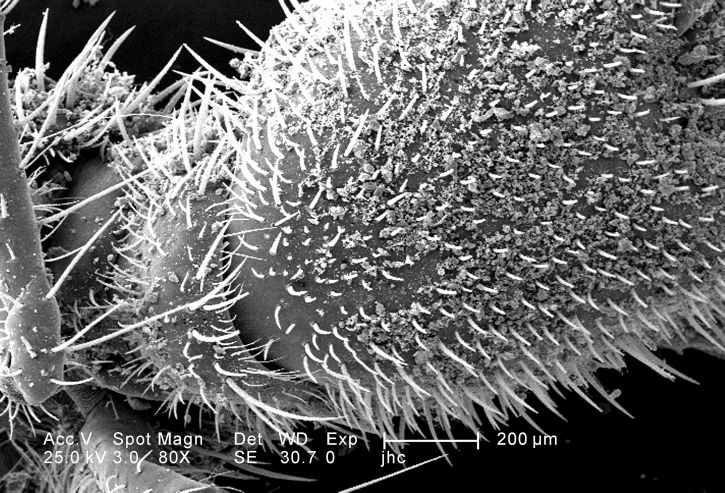 proximálne, larva, veľké, mandibles, mikroskop