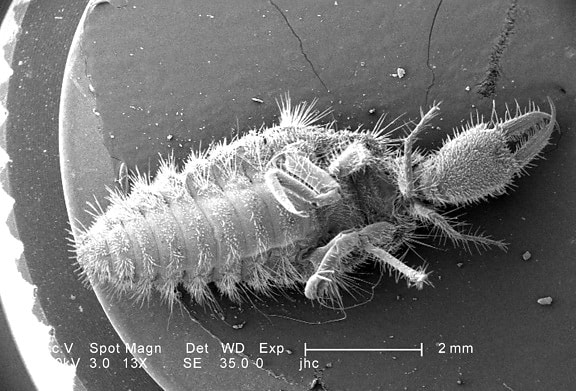 low, magnification, ventral, surface, larval, antlion
