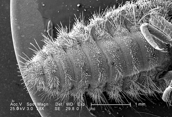 low, magnification, ventral, abdominal, surface, larval, antlion