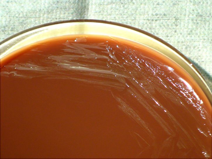 brucella abortus, bacteria, grown, chocolate, agar, period