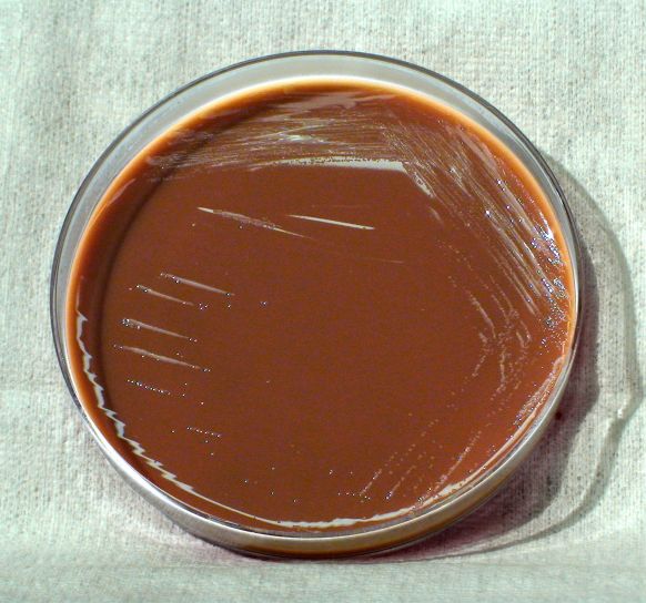 Brucella melitensis, bakterier, odlas, modifierad, thayer, martin, agar