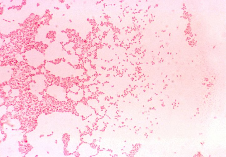 세라 melitensis, 그램, 부정, coccobacillus, 동물 매개 질병