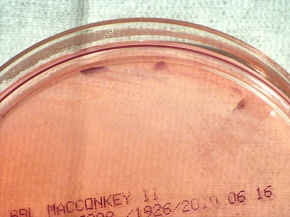 Brucella suis, bactéries, cultivées, MacConkey, agar, période