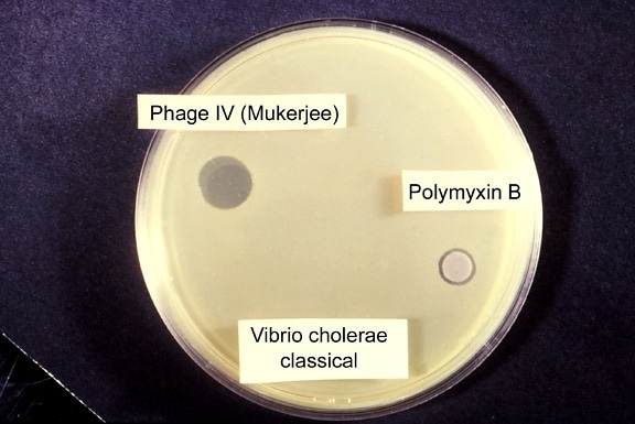 clásica, la sensibilidad, la prueba, vibrio cholerae, que implica, grupo, bacteriófago, polimixina