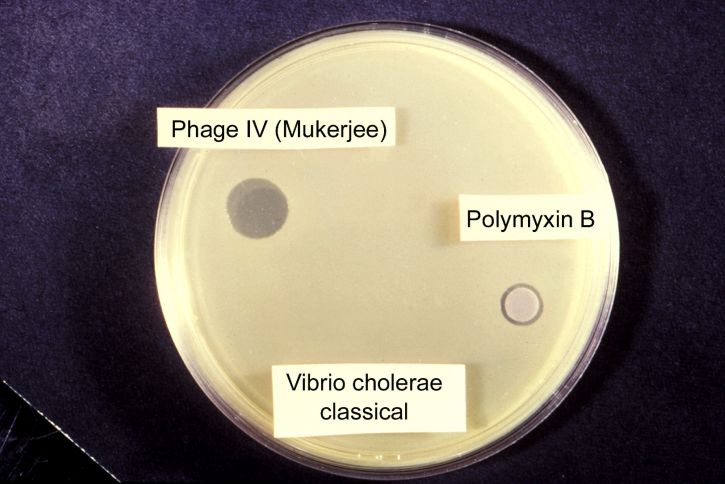 clássico, sensibilidade, teste, vibrio cholerae, envolvendo, grupo, bacteriófago, polimixina