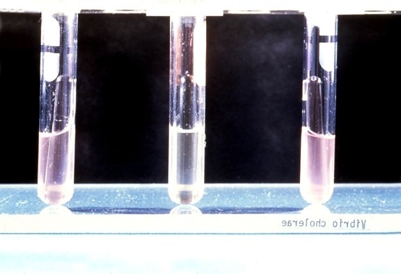 阿斯特丽德·海贝格、发酵、实验室、试验、分离、鉴定、弧菌、霍乱弧菌