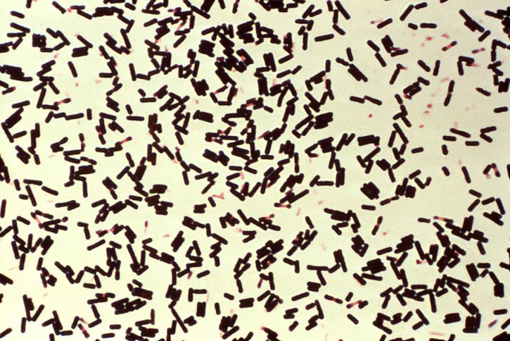 Fotomicrografia de números, clostridium perfringens, bactérias, crescidas, schaedlers, caldo