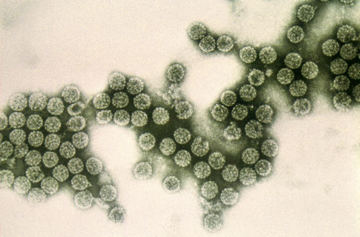 DNA, založené, dvacetistěnovou, tvarované, polyomavirus viriónov