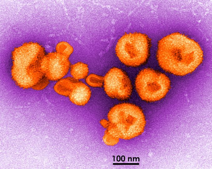 ไวรัส กำหนด สมาชิก สกุล arenavirus