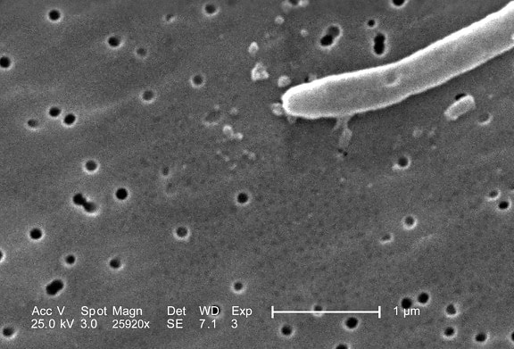 грамм, отрицательный, escherichia coli, бактерий, клеток