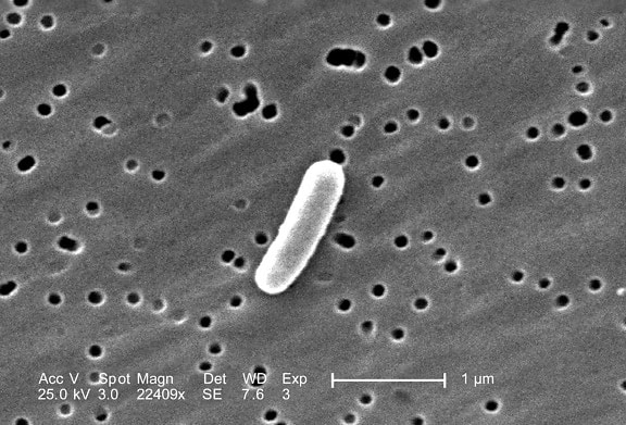 unique, gram, négatif, escherichia coli, bactérie
