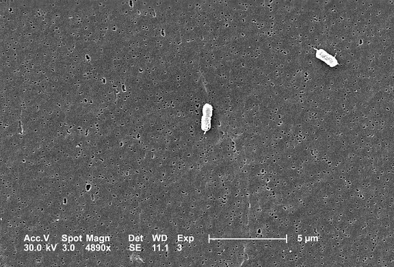 dua, escherichia coli, bakteri, jelas, menampilkan, satu, peritrichous, flagel