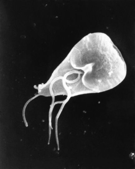 Giardia lamblia protozoan, parazit, lamblia, organizma