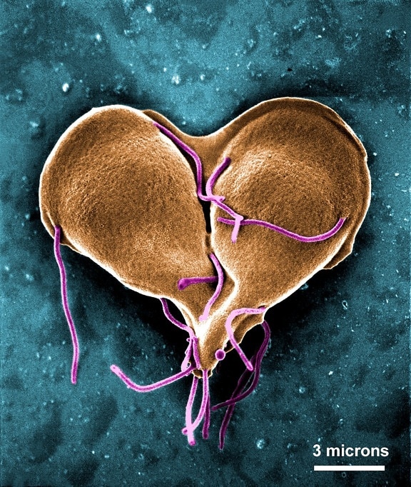 현미경 이미지