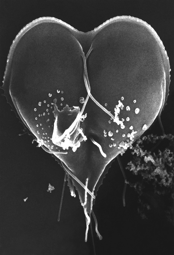 giardia lamblia, protozoan, two, separate, organisms