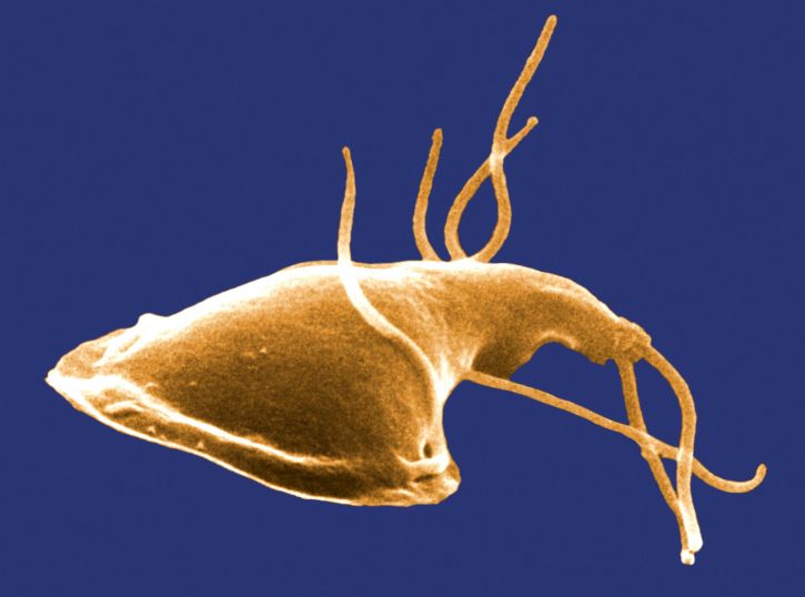 พื้นผิว ไกรด์เดีย protozoan แยก หนูท่อ intestin