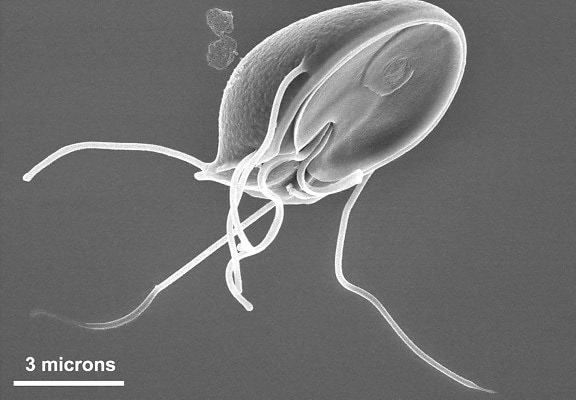 ventral, surface, giardia muris, trophozoite, ventral, adhesive, disk, resembles, suction, cup