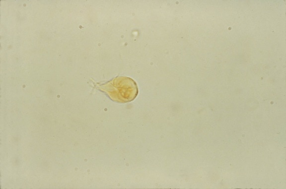 giardia lamblia, trophozoites, small, intestine, appear, pear, shaped, organisms