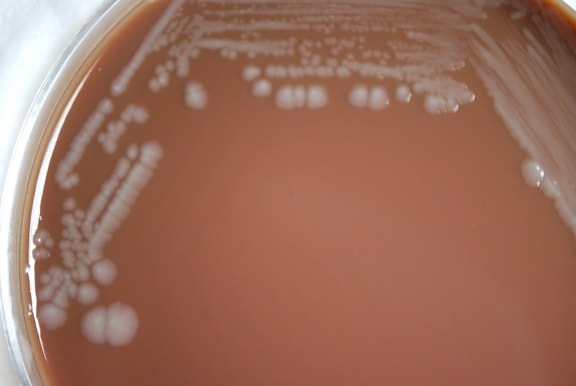 Burkholderia mallei, bactéries, morve, transmis, contact, tissus