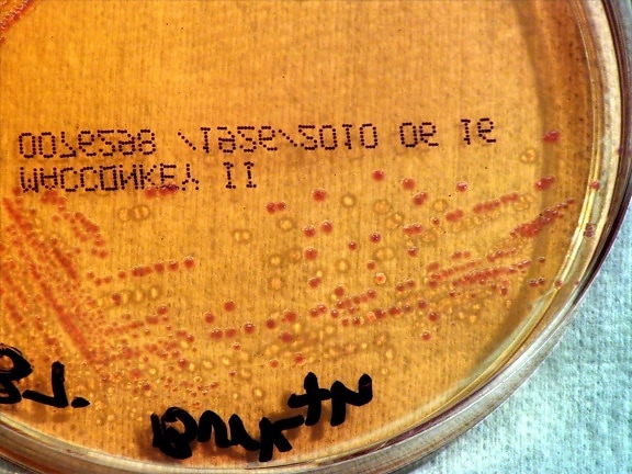 bakterije Burkholderia, thailandensis, bakterije, narasla, macconkey agar