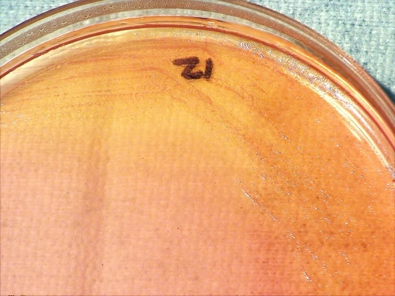 gram negativna, bakterije burkholderia thailandensis, bakterije