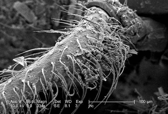 les poils, les insectes, la surface, la chitine, le microscope