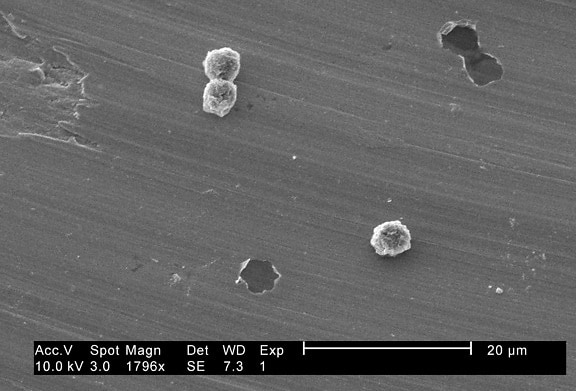 สาม hartmannella vermiformis, amoebae ถุง
