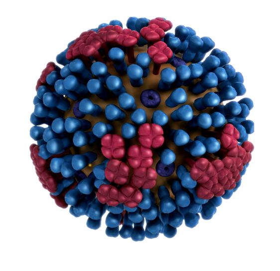 virus, coronavirus, COVID-19, SARS-CoV-2, agent infecțios, boli infecțioase, inflamație, gripă, tract respirator, gripă