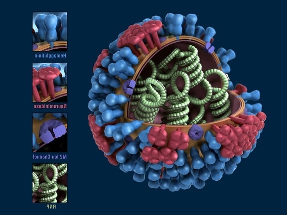 Dimensionnel, modèle, la grippe, le virus