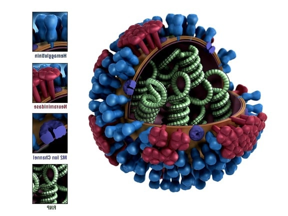 graphique, le modèle, la grippe, ultrastructure, hémagglutinine, neuraminidase, canal