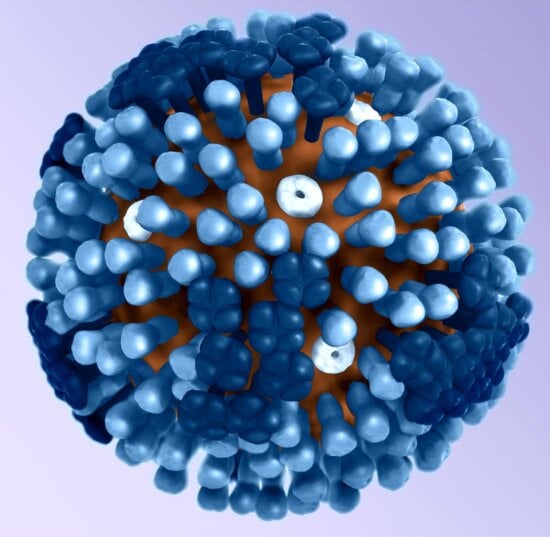 3d, graphical, representation, generic, influenza, virions, ultrastructure