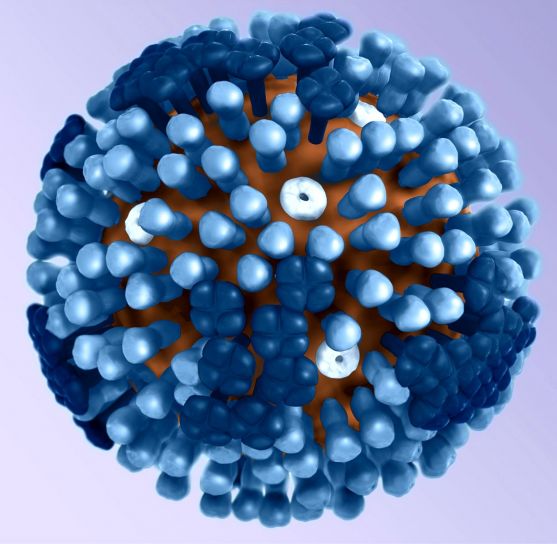 グラフィック、3 d 表現、ジェネリック、インフルエンザ、ウイルス粒子の微細構造