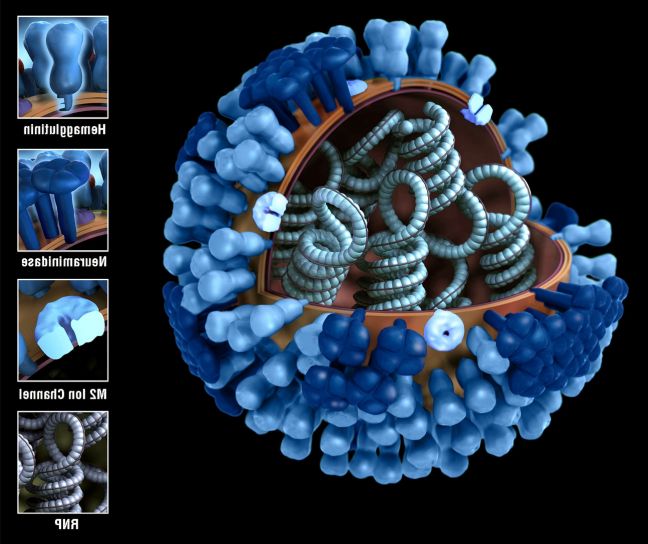 3d, model, portion, virions, outer, protein, coat, cut, virus, contents