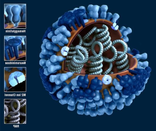 graphical, representation, generic, influenza, virions, ultrastructure