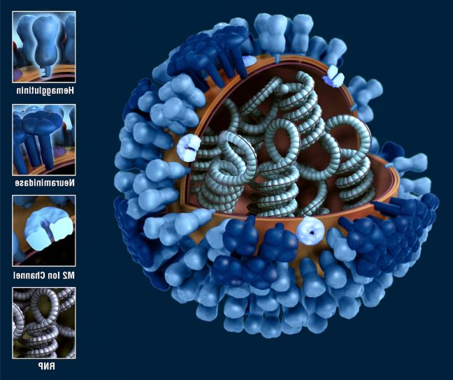 图形, 表示, 一般, 流感, 病毒, 超微结构