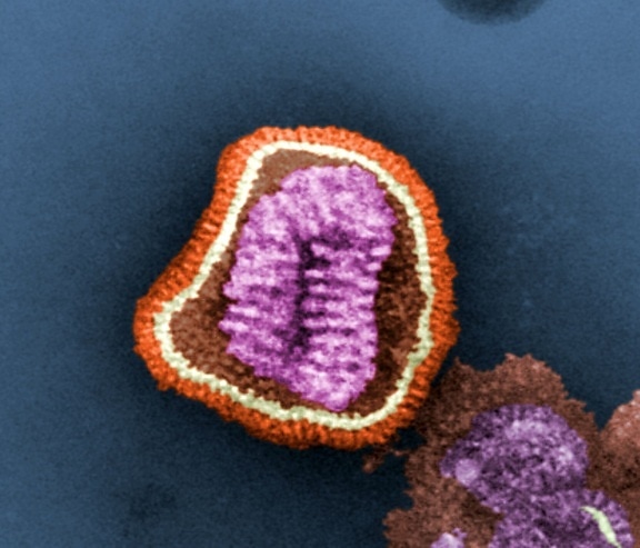 membre, taxinomique, famille, Orthomyxoviridae, la grippe, le virus, unique, brin, organisme