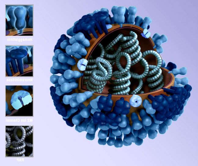 influenza virus, cell, illustration, 3d graphical representation, virus