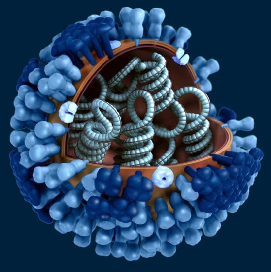 portion, virions, outer, protein, coat, cut, virus, contents, 3d, model
