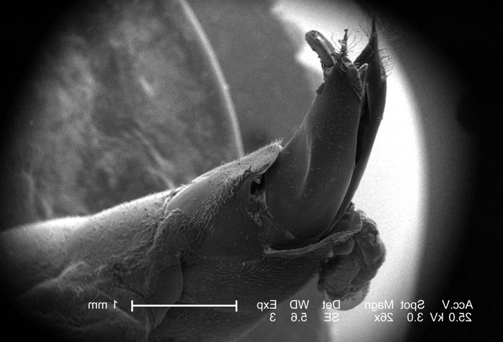ท้อง ภูมิภาค ขนาดเล็ก แมลง hymenopteran