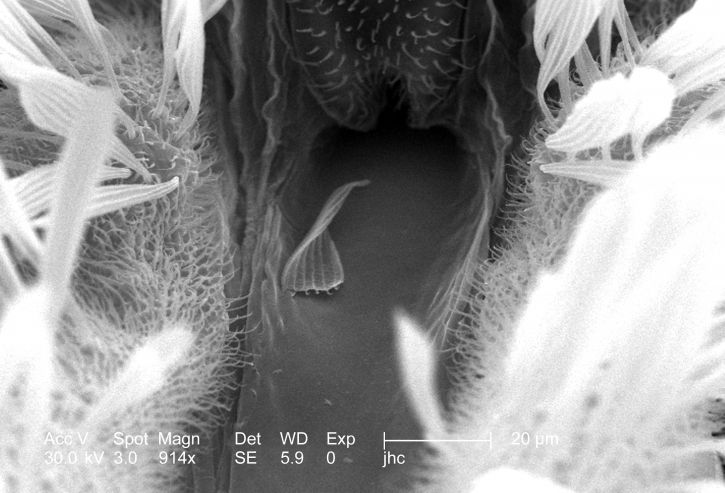 exosquelette, surface, anophèles gambiae, les moustiques, la tête, la région