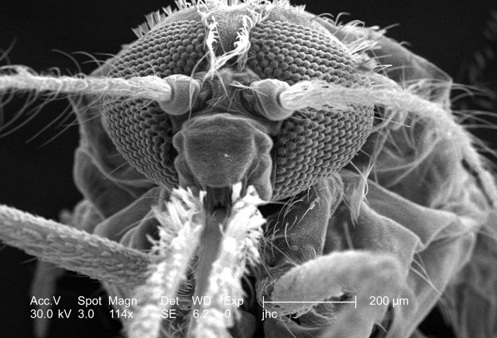 μορφολογικές, χαρακτηριστικά, exoskeletal, επιφάνεια, anopheles gambiae, κουνούπια, κεφάλι, περιοχή