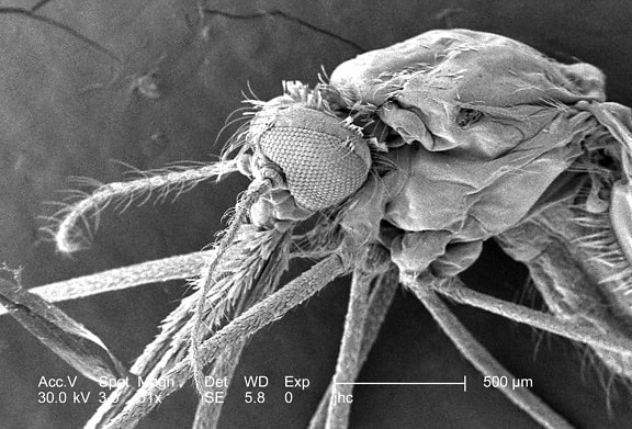 microfotografía, Anopheles, transmision, la malaria, insectos
