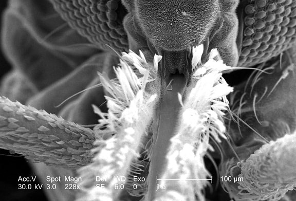 cabeça, inseto, microscópio, sensor, alimentação