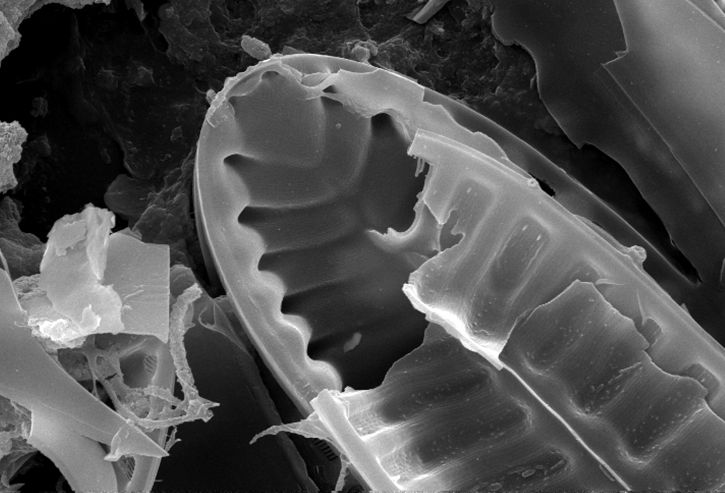 appears, diatom, fractured, processing, specimen
