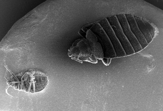 dorsal, surface, ventral, surface, two, bedbugs, cimex lectularius