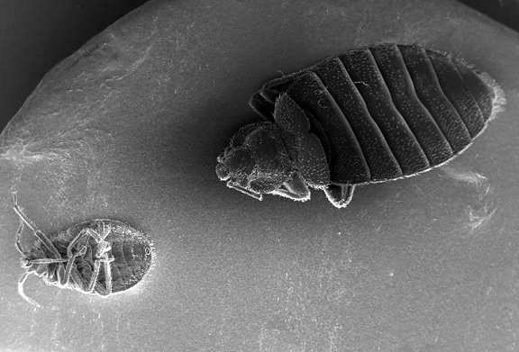dorsal, surface, ventral, surface, two, bedbugs, cimex lectularius